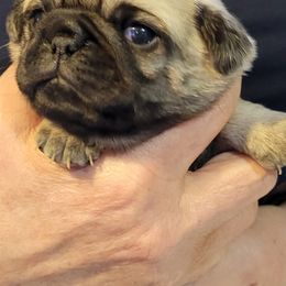 "Fawn boy " Pug Puppies from Paschey Pug Puppies