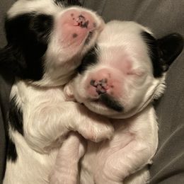 Cavalier King Charles Spaniel and Cocker Spaniel Puppies from Cochran Spaniels