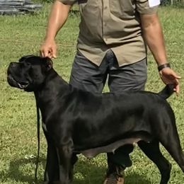 Nikki  - Cane Corso