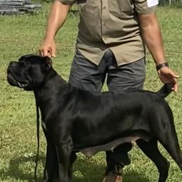 Nikki  - Cane Corso