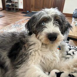 Aussiedoodle Puppies from A Dose Of Doodle