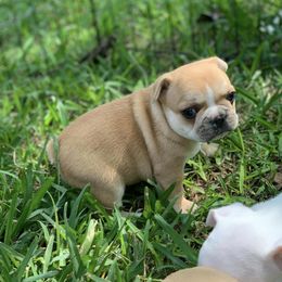 French Bulldog Puppies from Divine Kennels