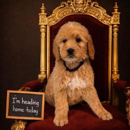 Vaughn - Apricot male Goldendoodle puppy in Houston, Texas from Were The Mack'Doodles