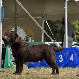 Rocky - Labrador Retriever