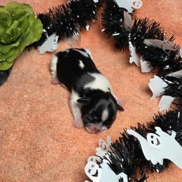 Black spotted boy - Black and white male Shih Tzu puppy in Vinita, Oklahoma from Locust Creek Shih Tzu & Havanese