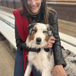 Australian Shepherd All Grown Up from Mad Ranch