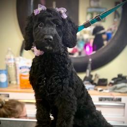 Caroline - Phantom female Goldendoodle puppy in Cleveland, Georgia from The O.G. Doodles