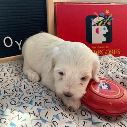 Cockapoo Puppies from Country J Canines