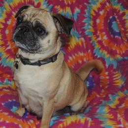Pug All Grown Up from Loda's Pugs