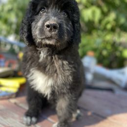 Aussiedoodle, Poodle, and Saint Berdoodle Puppies from Remington Kennels, LLC