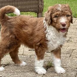 Boy 4 - male Bernedoodle puppy in North Prairie, Wisconsin from Sandra Bucher