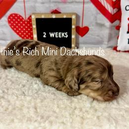 Girl three - Chocolate and cream female Dachshund puppy in Lakeland, Florida from Ruthie’s Rich Mini Dachshunds