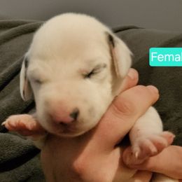 Teal - White and black female Dalmatian puppy in Adamstown, Maryland from Sprinkled with Hearts Dalmatians