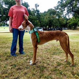Ibizan Hound Puppies from AirO'Doe Ibizans
