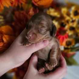 Honor - Chocolate and tan female Dachshund puppy in Loganville, Georgia from Royal Dackel Haus