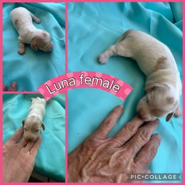 Luna - Piebald female Dachshund puppy in Elko, Nevada from Willow Creek Acres Dachshunds
