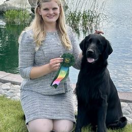 Flat-Coated Retrievers from Meadowlark Flat Coated Retrievers