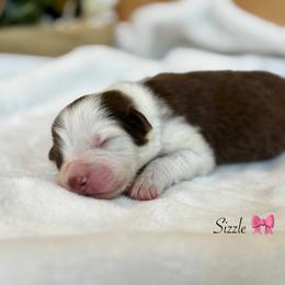Sizzle - Red tri-color female Australian Shepherd puppy in Murrayville, Georgia from Mountain Ridge Aussies