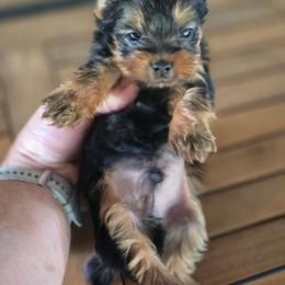 Boy 2 - Black and gold male Yorkshire Terrier puppy in Old Fort, North Carolina from Tiffany’s Colorful Yorkies