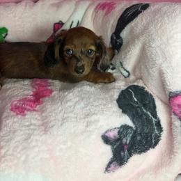 Maple - Dapple female Dachshund puppy in Lake City, Florida from My Ditzy Doxies of Florida