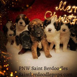 Saint Berdoodle Puppies from PNW Saint Berdoodles