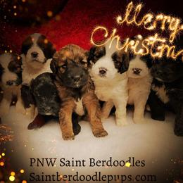 Saint Berdoodle Puppies from PNW Saint Berdoodles