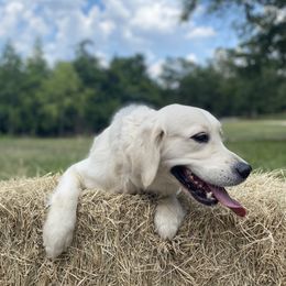 Layla - Golden Retriever