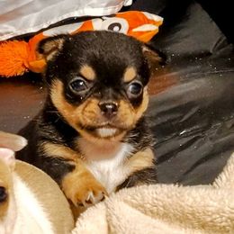 Kirby - Black and tan male Chihuahua puppy in Weatherford, Texas from Small and Mighty Chihuahuas