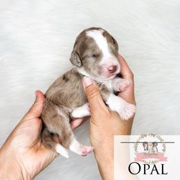 Opal - Red merle male Aussiedoodle puppy in Corydon, Indiana from Ridgeline Doodles