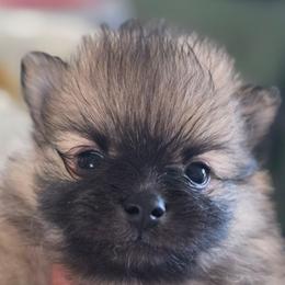 Audrey Dreams - Orange sable female Pomeranian puppy in El Centro, California from BabyBooPoms