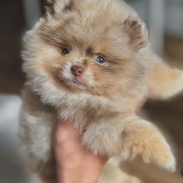 Pomeranian Puppies from Twins Dream Kennel