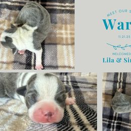 Wario - Blue male Boston Terrier puppy in El Paso, Texas from Little Mister and Little Miss Boston Terriers