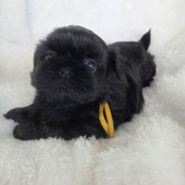 Rosalie - Black female Shih Tzu puppy in Waynesboro, Pennsylvania from Big Win Shih Tzus