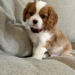 Kubo Red collar - Blenheim male Cavalier King Charles Spaniel puppy in Fontana, California from Magical Cavaliers