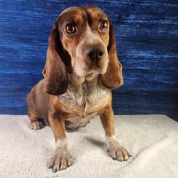 Willow - Beagle