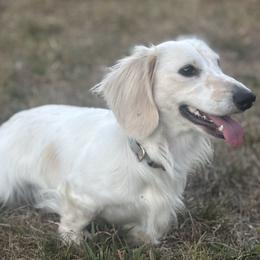 Theo - Dachshund