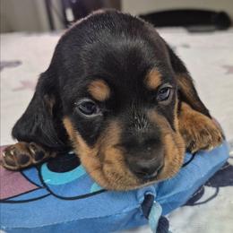 Mork - Black and tan male Dachshund puppy in Randolph, Texas from Spindle's Little Treasures