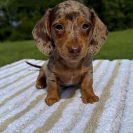 Galaxy - Dapple female Dachshund puppy in Defuniak Springs, Florida from Anastasia Knight's Cocker Spaniels