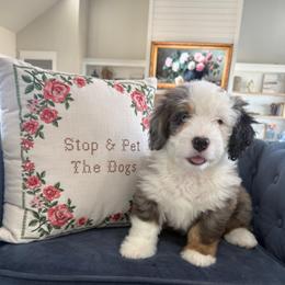 Lilac - Blue merle female Bernedoodle puppy in Indiahoma, Oklahoma from Farm Fresh Doodles