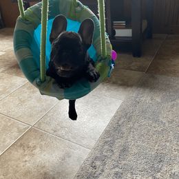 French Bulldog Puppies from Bleu Rock French Bulldogs