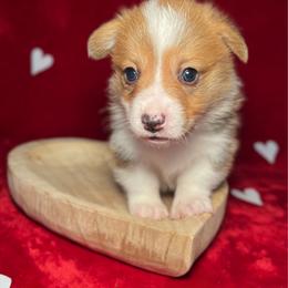 Braford - Red male Pembroke Welsh Corgi puppy in Benton, Arkansas from High Cotton Corgis