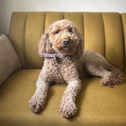 Rory - Goldendoodle