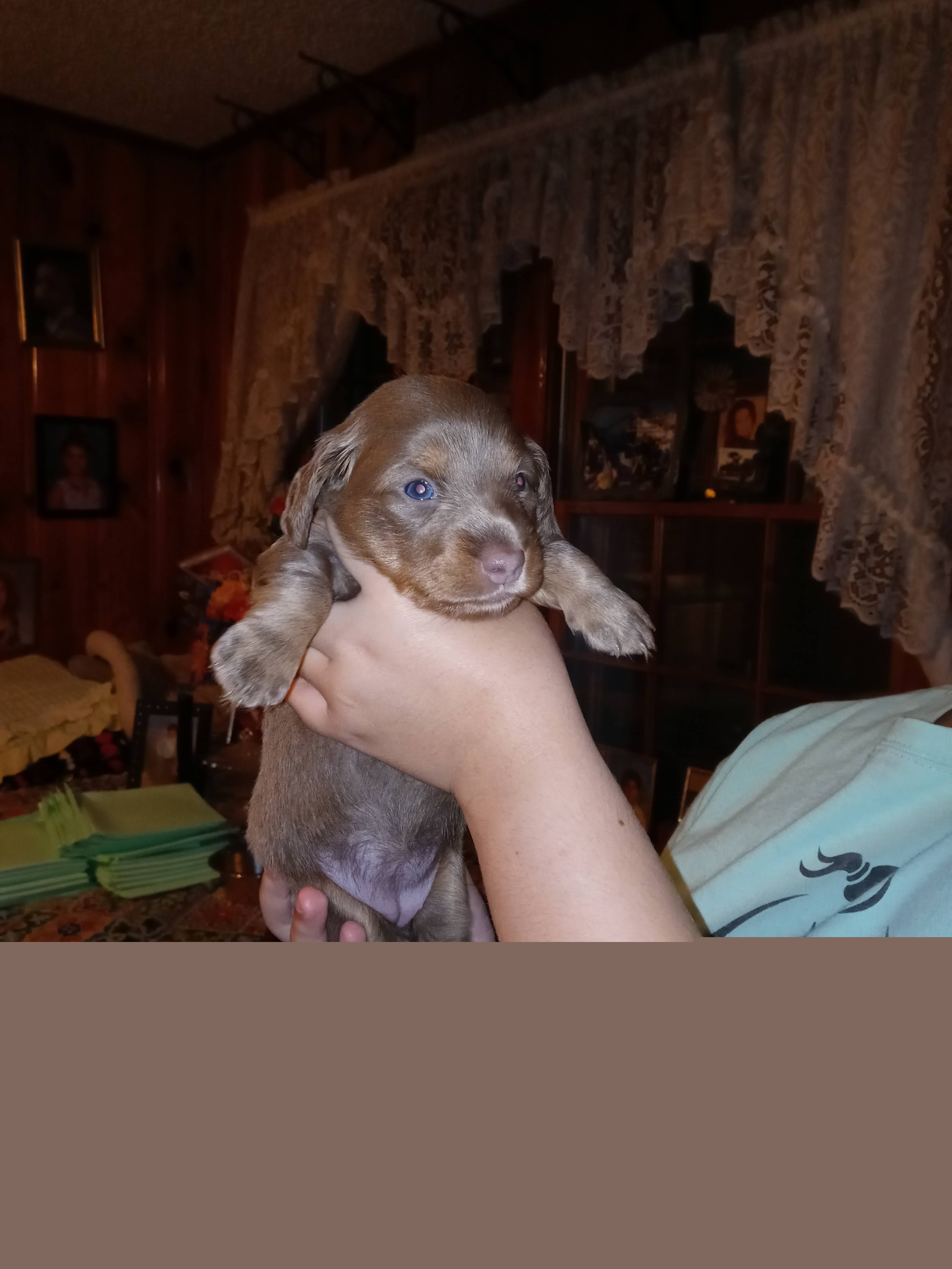 Dachshund Puppies from A&R Dachshund