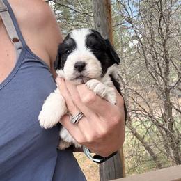 Aussiedoodle and Sarplaninac Puppies from Pesky Redneck Mini Ranch