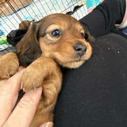 Christmas - Red female Dachshund puppy in Batavia, Illinois from Sandra's Dachshunds