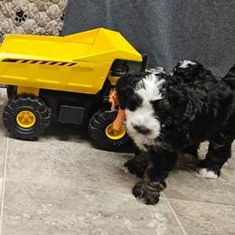 Southwest - Tri-color female Bernedoodle puppy in Flat Rock, North Carolina from Sukisdoodles