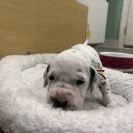 Orange collar boy - White and black male Dalmatian puppy in Wilson, North Carolina from New Horizonz Dalmatians