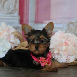 Lily-west - Black and gold female Yorkshire Terrier puppy in Cape Coral, Florida from Ruby the poodle