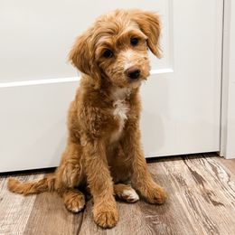 Wanda - Red female Bernedoodle puppy in Flagstaff, Arizona from Gunstock Doodles
