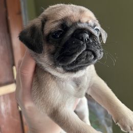 French Bulldog and Pug Puppies from Peachy Pugs